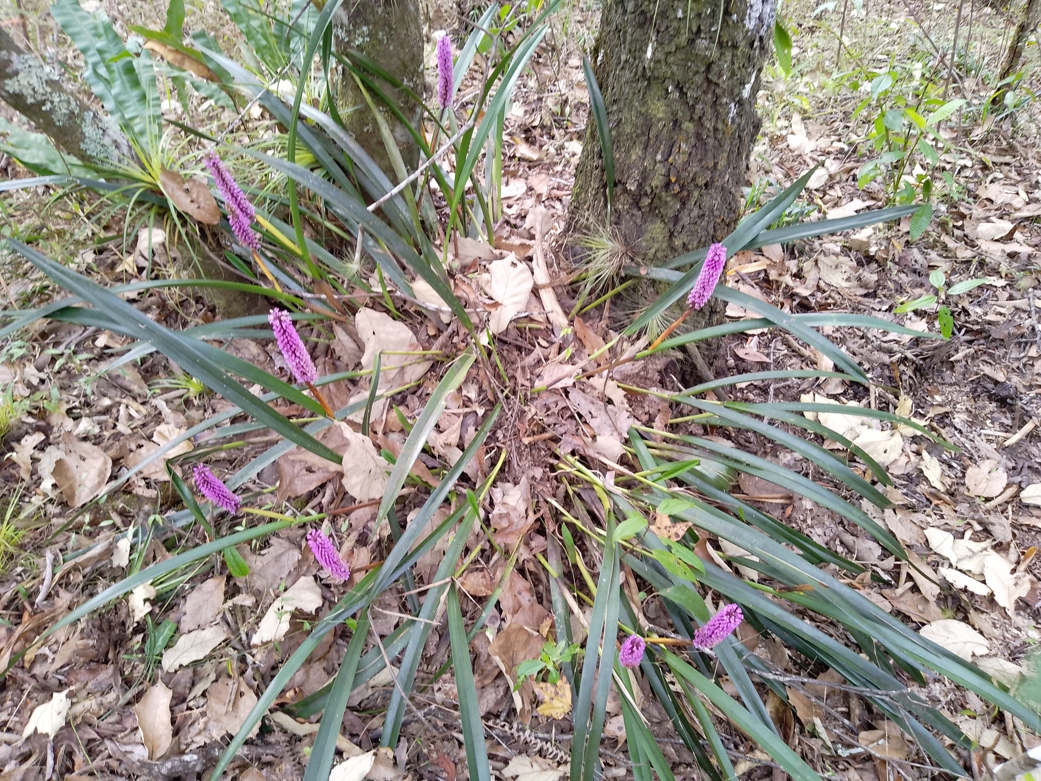 Imagem de Orquídea gigante