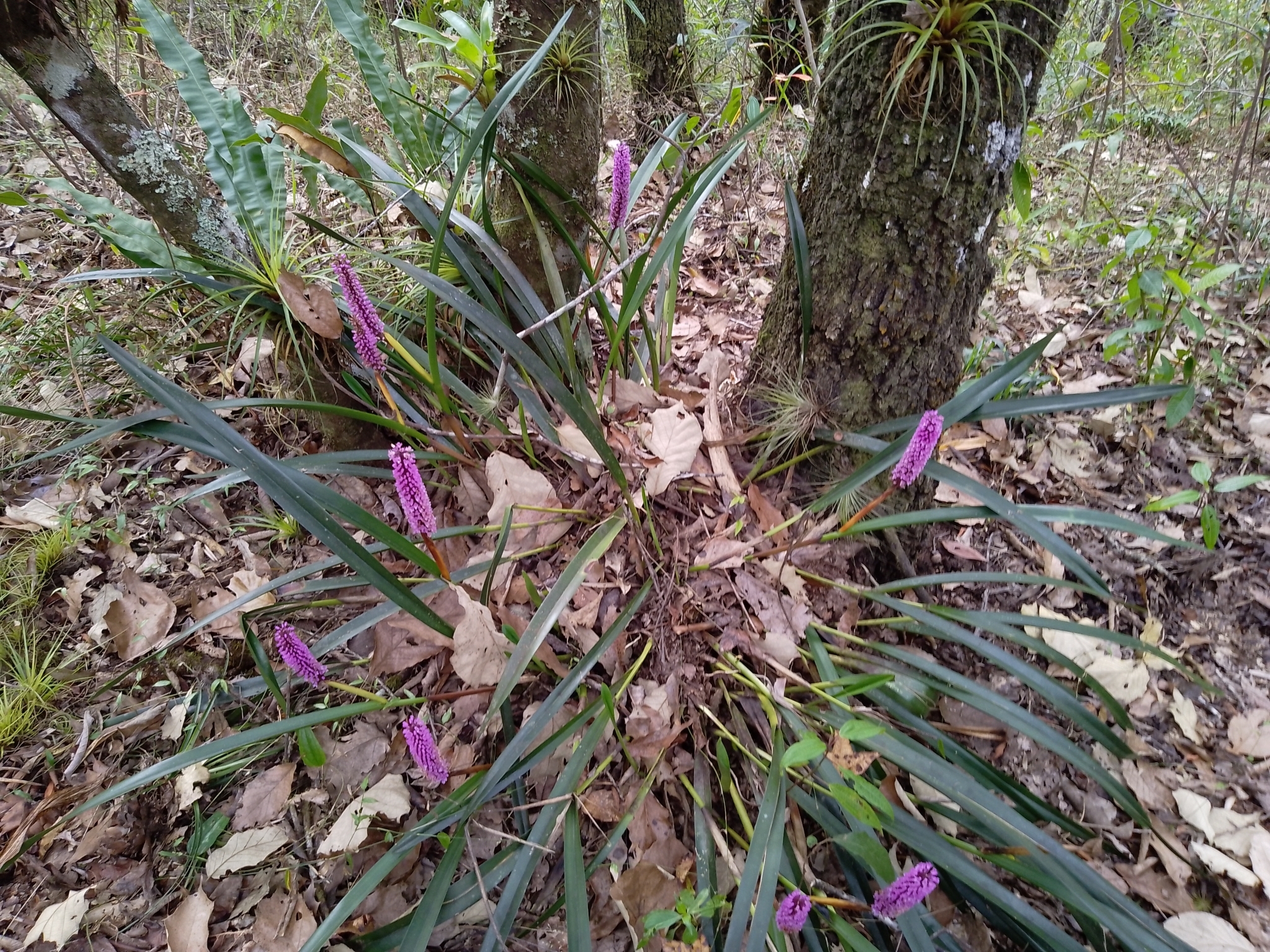 Imagem de Orquídea gigante