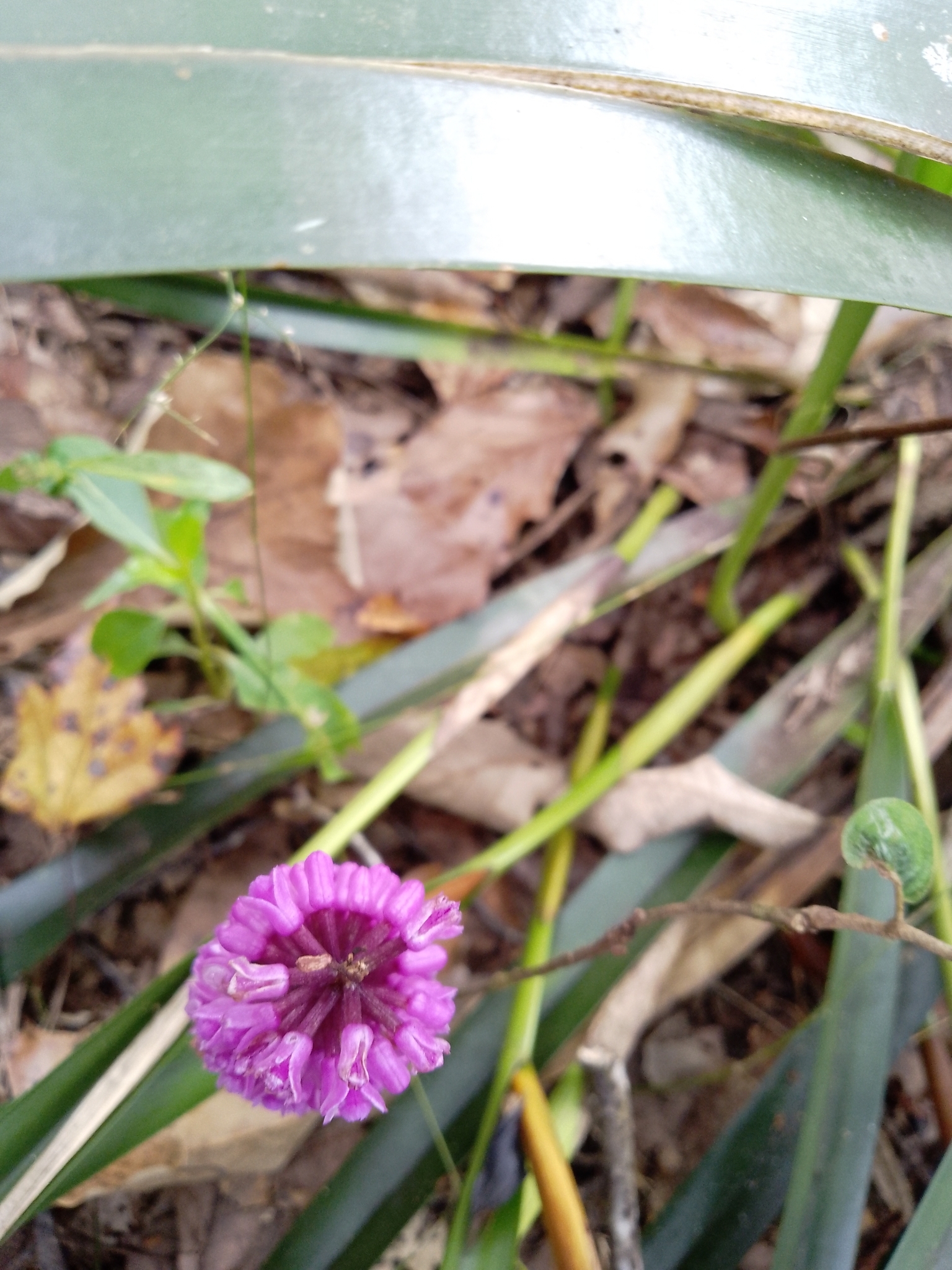 Imagem de Orquídea gigante