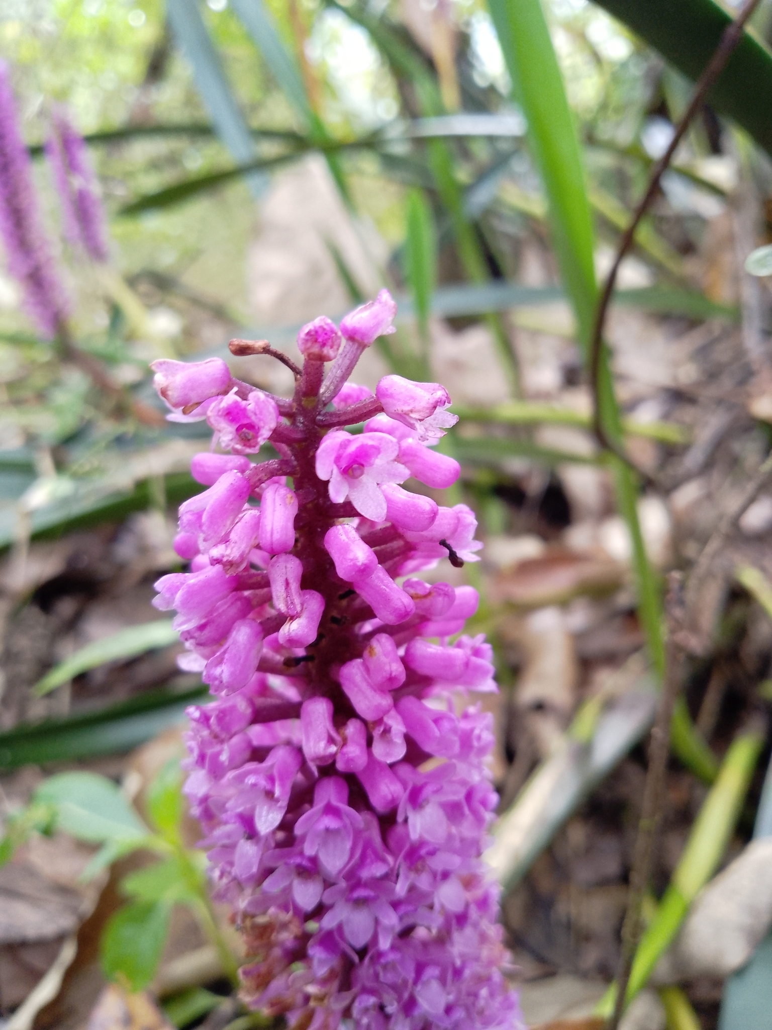 Imagem de Orquídea gigante
