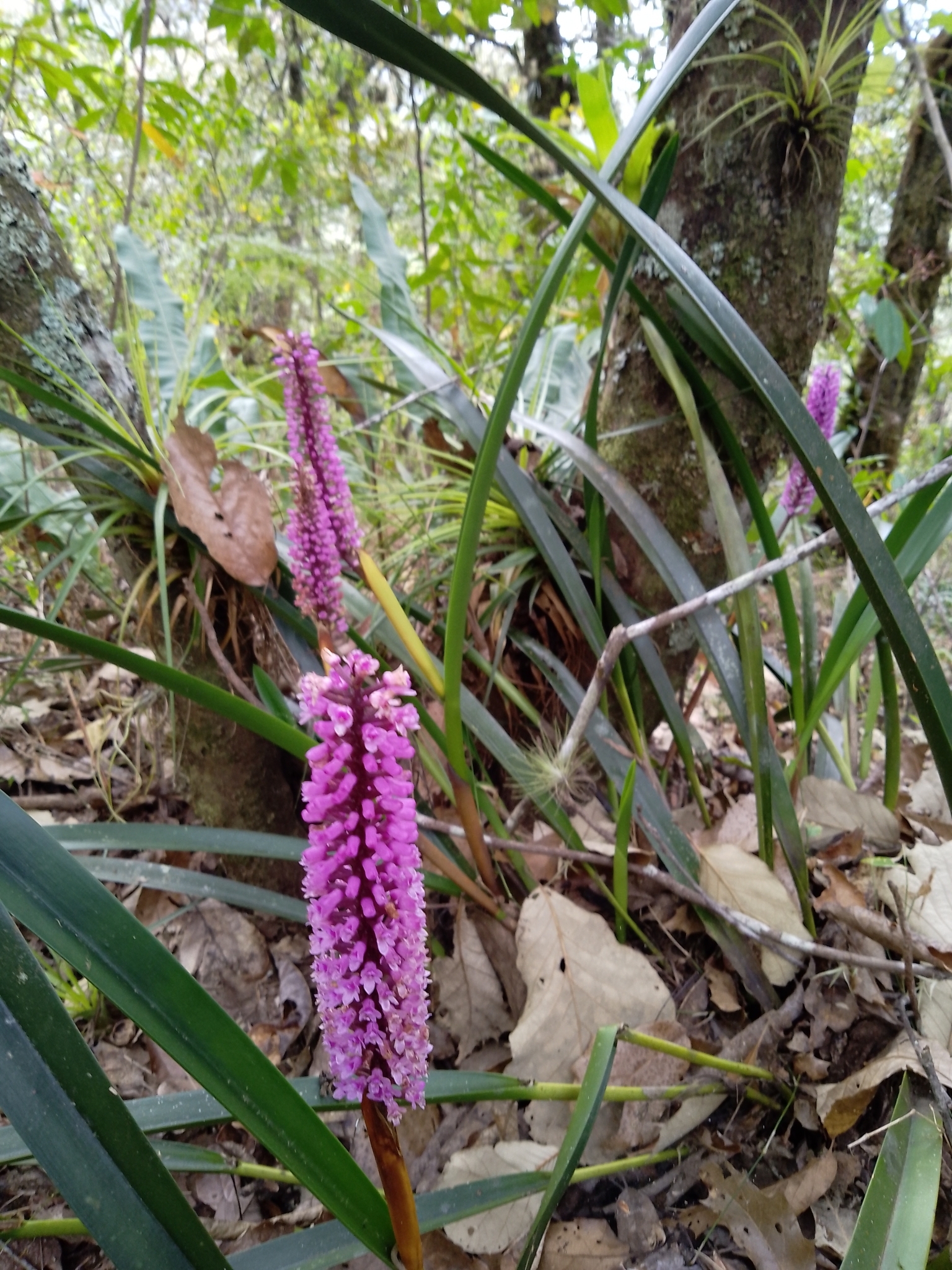 Imagem de Orquídea gigante