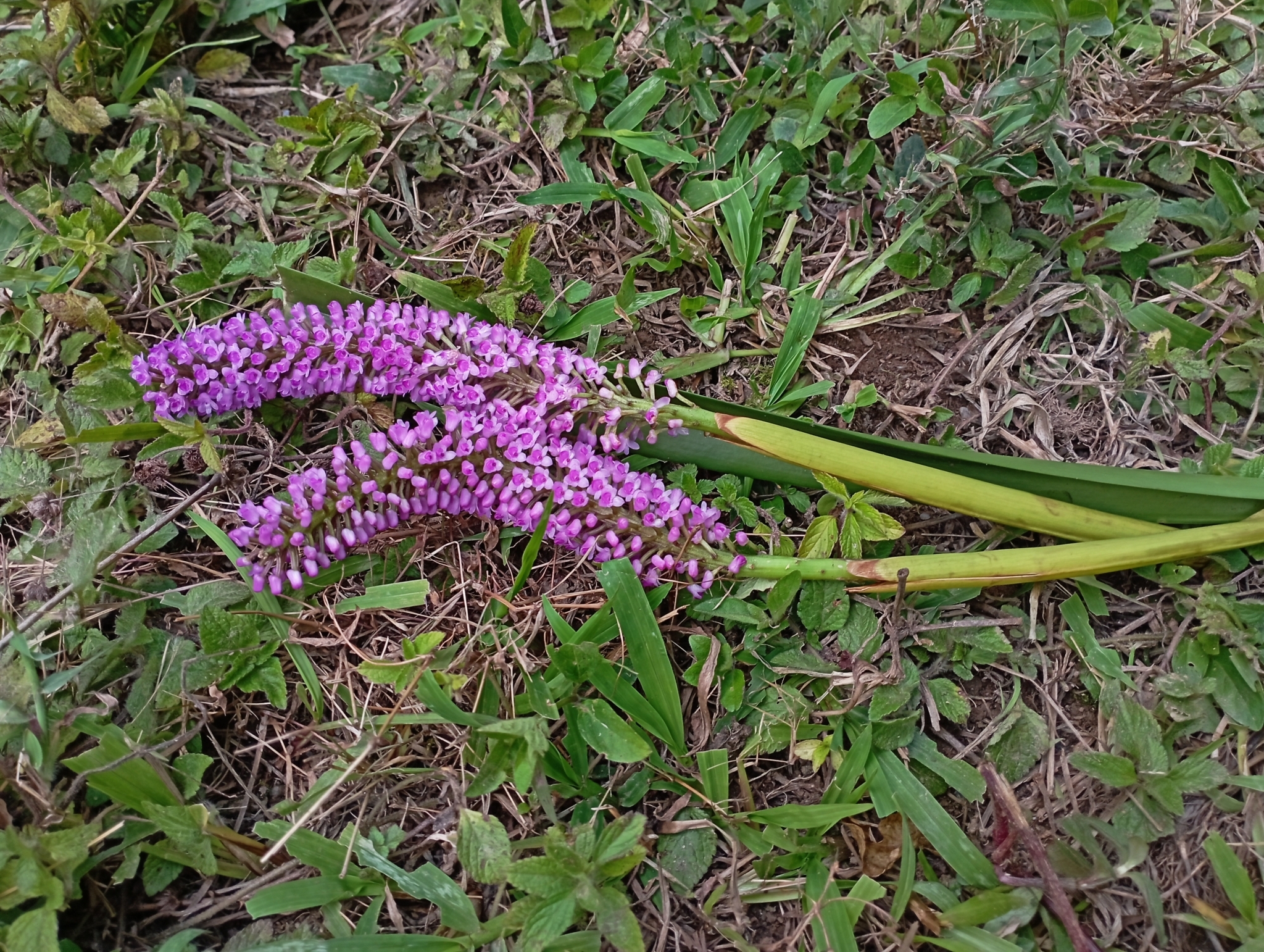 Imagem de Orquídea gigante