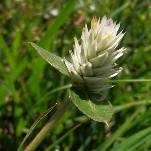 prostrate globe-amaranth