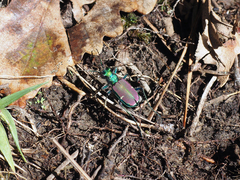 Cicindela splendida