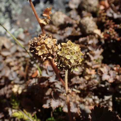 Acaena inermis (Acaena inermis)