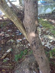 Metopium brownei