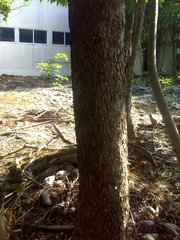 Metopium brownei