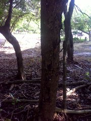 Metopium brownei
