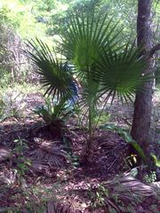 Thrinax radiata