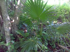 Thrinax radiata
