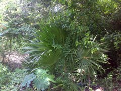 Thrinax radiata