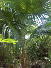 Thrinax radiata