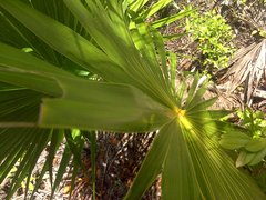 Thrinax radiata