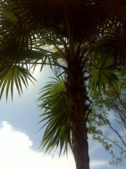 Thrinax radiata