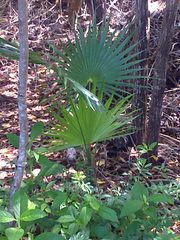 Thrinax radiata