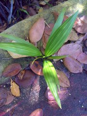Thrinax radiata