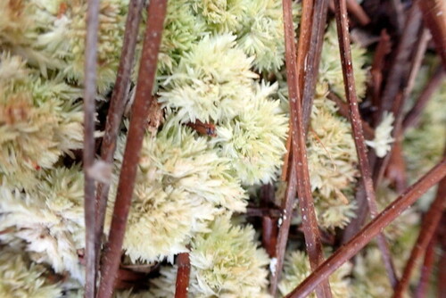 Image of Sphagnum strictum by (c) mfeaver, some rights reserved (CC BY)