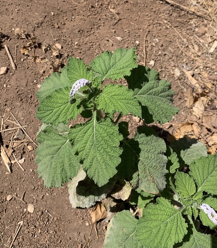 Heliotropium indicum image