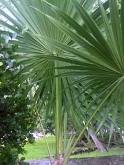 Thrinax radiata