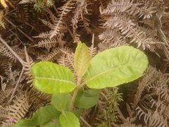 Ageratina asclepiadea