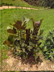 Palicourea lineariflora