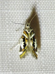 Aristotelia elegantella