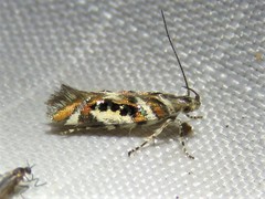 Aristotelia elegantella