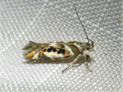 Aristotelia elegantella