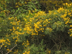 Senna viarum