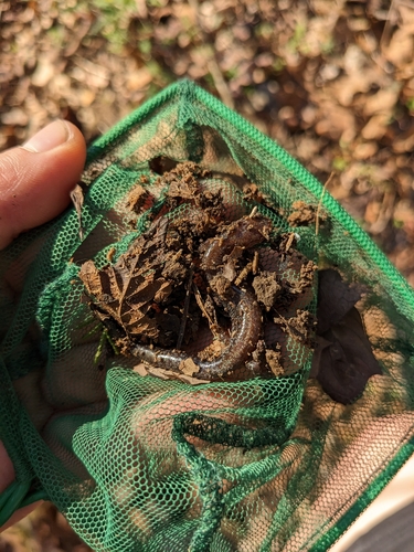 Southern Zigzag Salamander, Plethodon ventralis