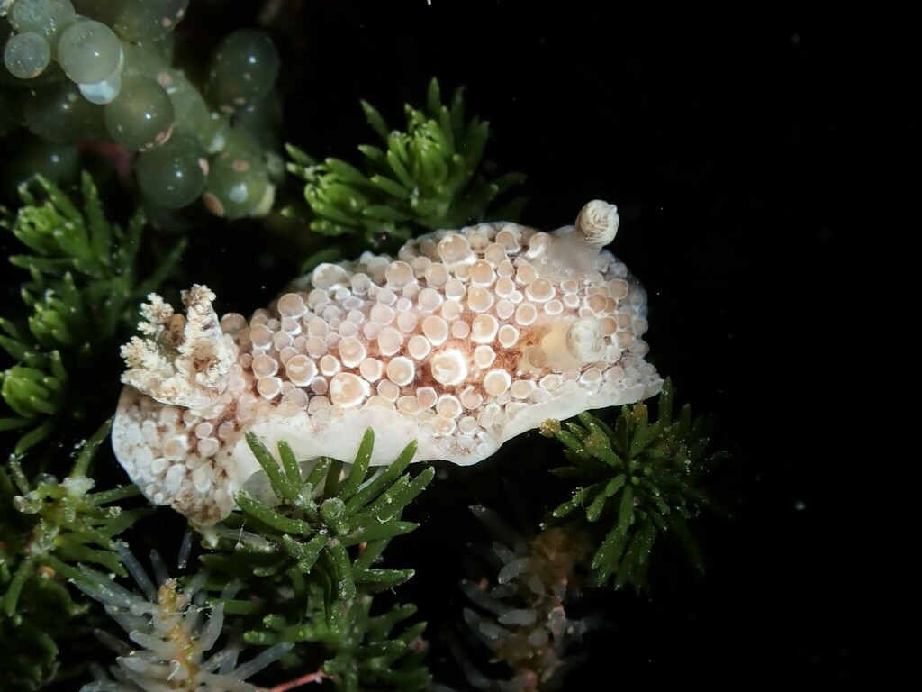 Carminodoris nodulosa