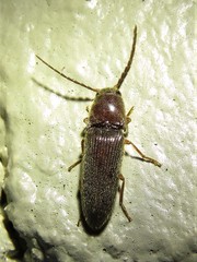 Dipropus simplex
