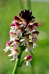 Neotinea ustulata ustulata