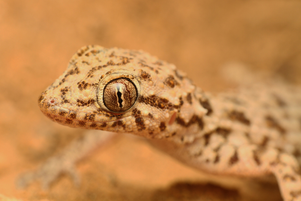 Eastern Fringe-Toed Gecko