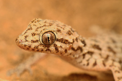 Eastern Fringe-Toed Gecko photo 1