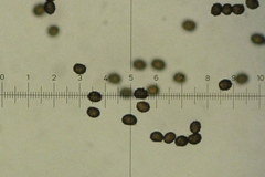 Lactarius chelidonium image