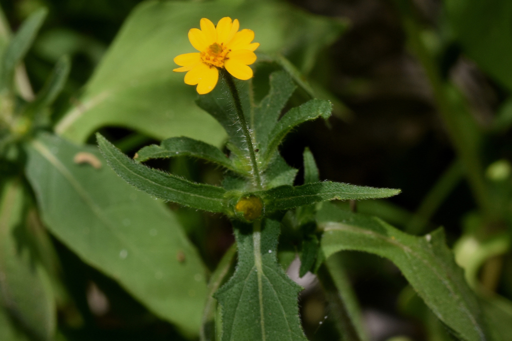 Melampodium microcephalum