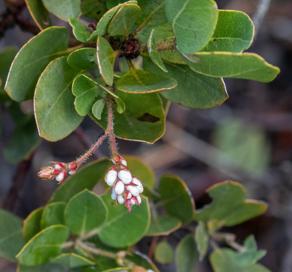 Arctostaphylos glandulosa glandulosa from Mount Diablo State Park ...