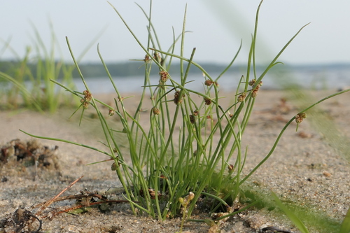Cyperus subsquarrosus