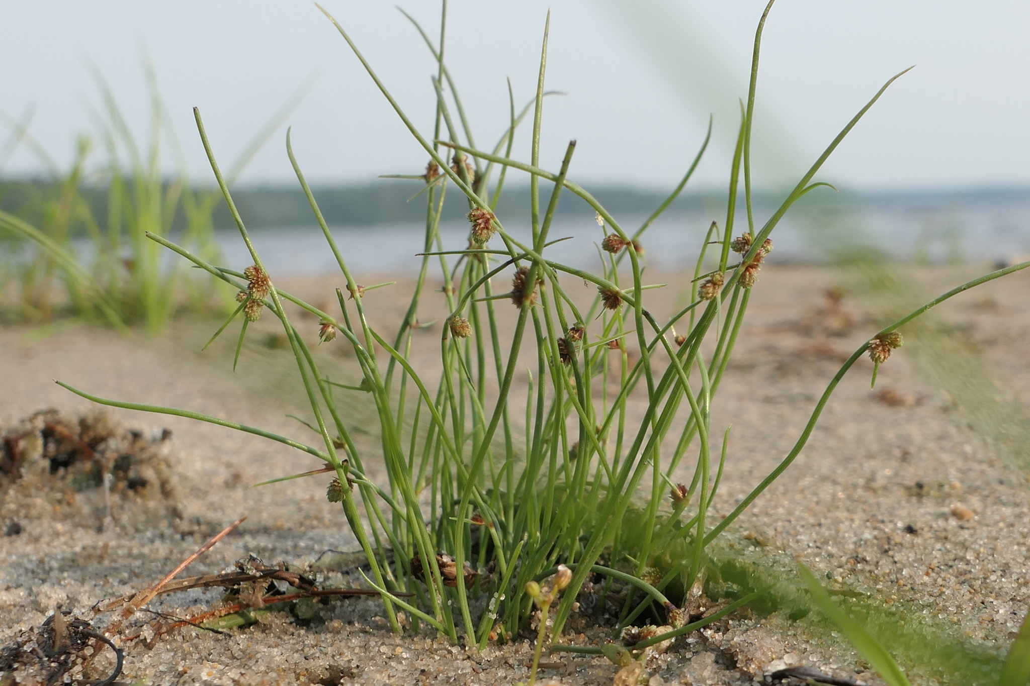 Cyperus subsquarrosus