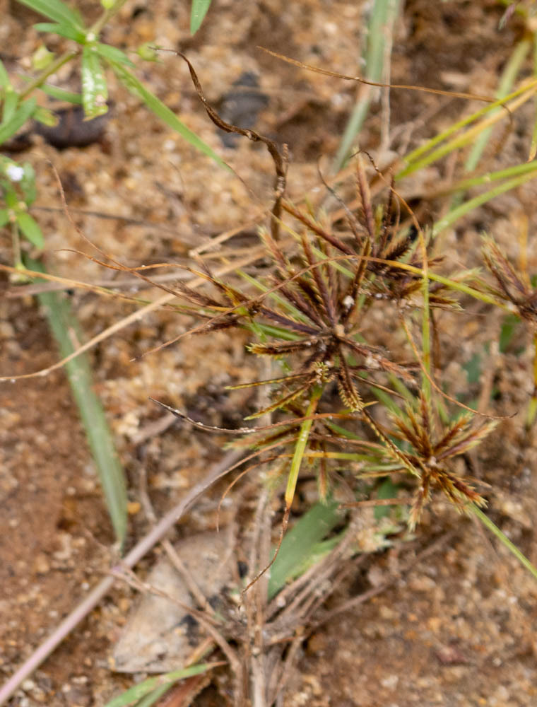 Cyperus cuspidatus