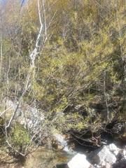 Salix eleagnos