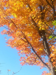 Acer opalus obtusatum