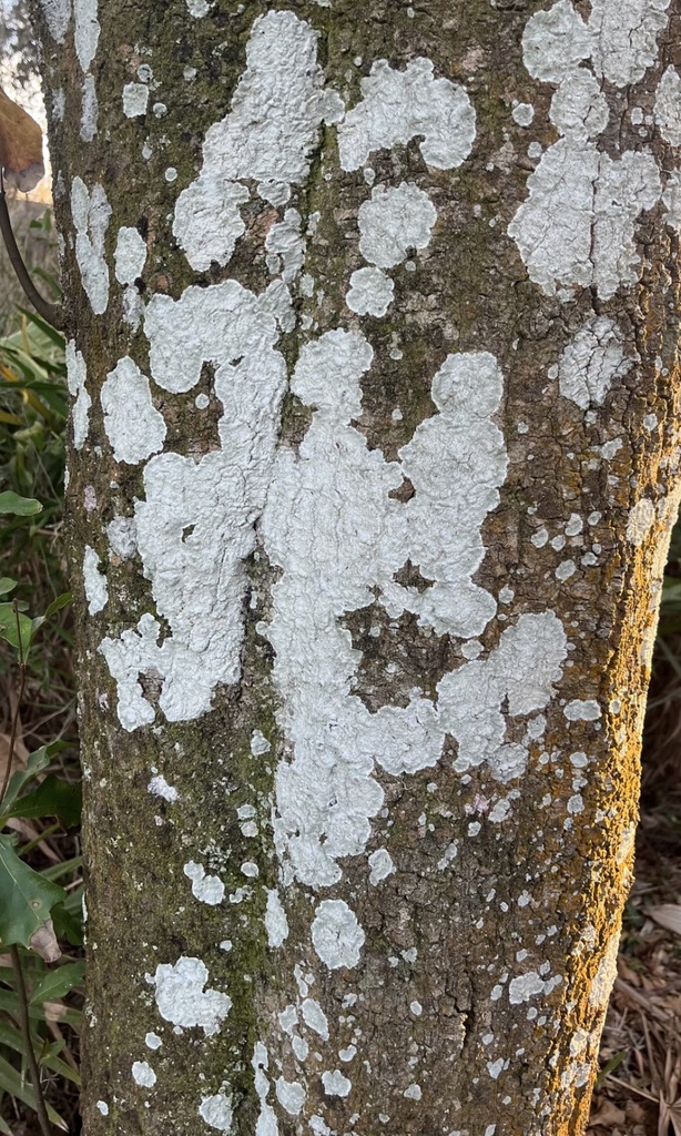 Whitewash Lichen from New Tampa, Tampa, FL, USA on January 26, 2023 at