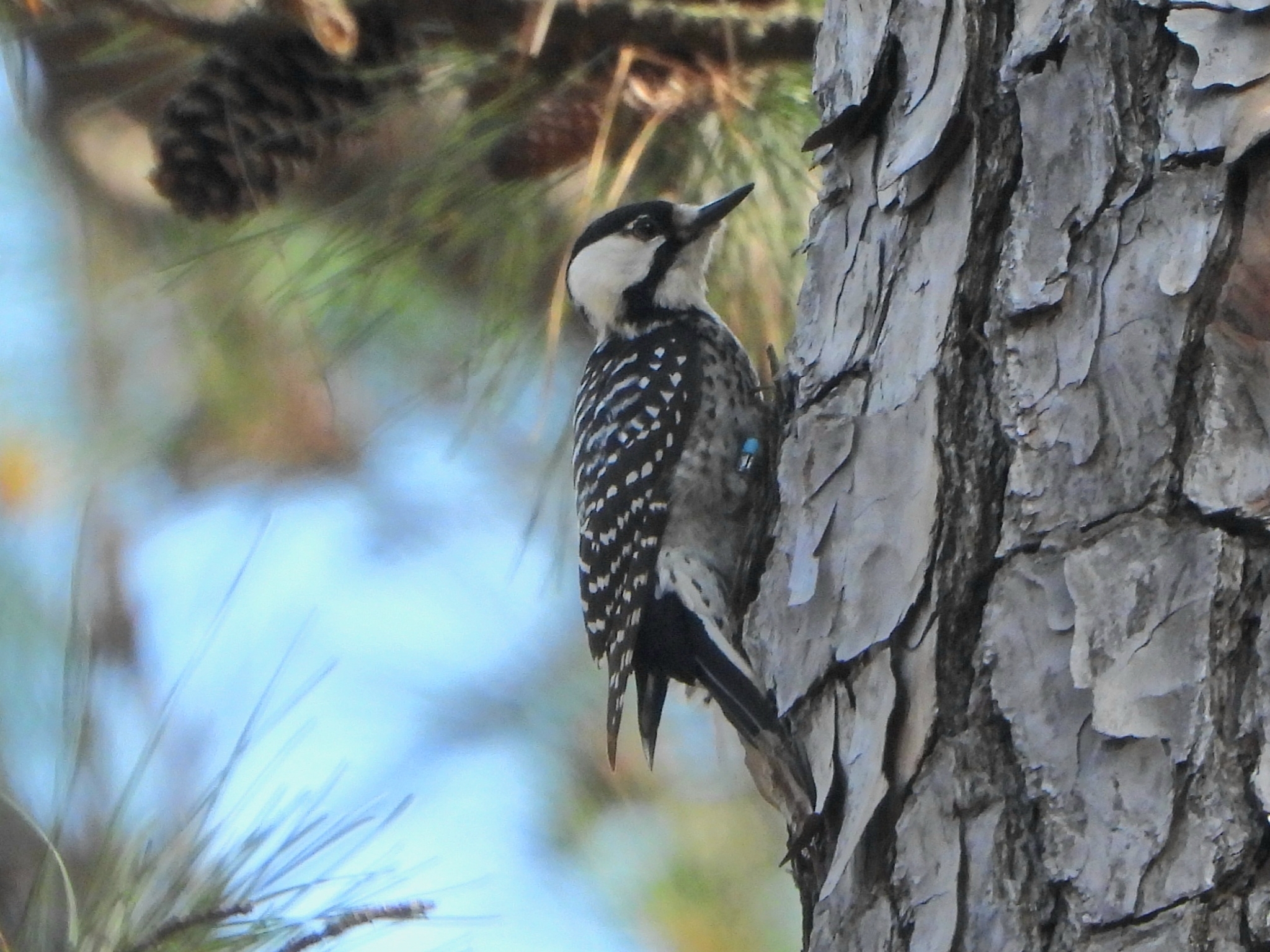 Leuconotopicus borealis (Vieillot, 1809)