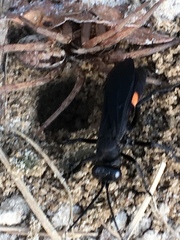 Anoplius semicinctus