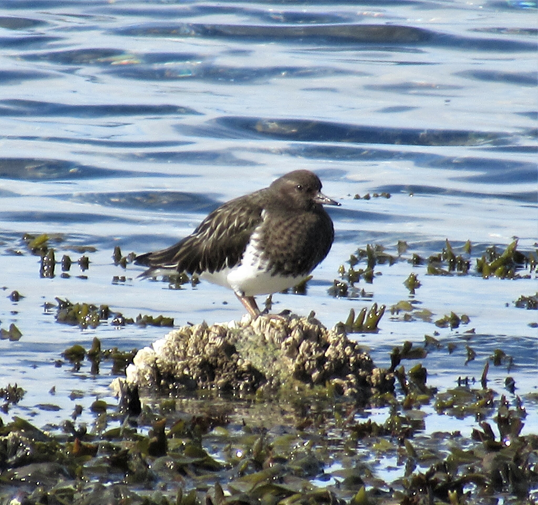 Black Turnstone (Arenaria melanocephala)