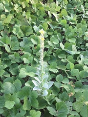 Verbascum thapsus