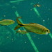 Bacalar Tetra - Photo (c) 
Yves Bas, some rights reserved (CC BY)