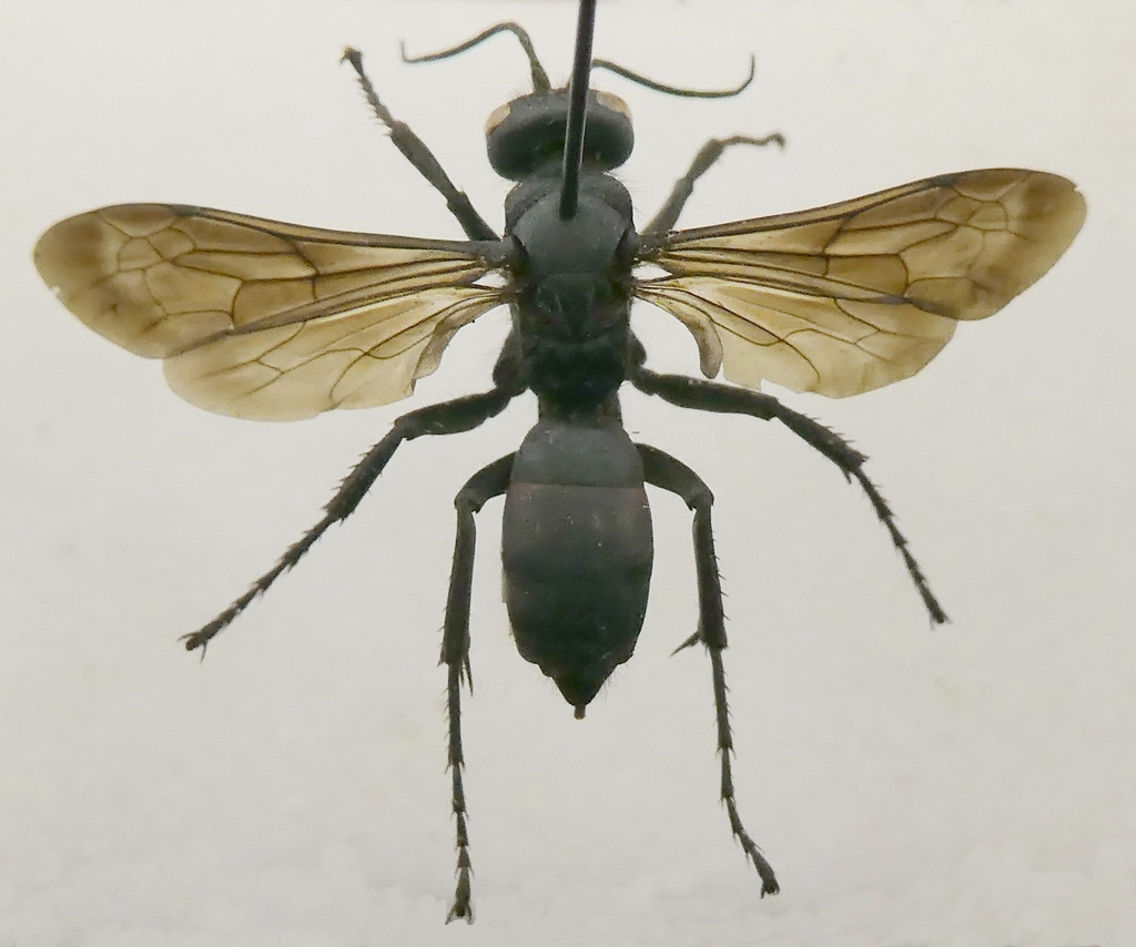 Arachnospila holomelas